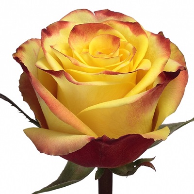 Rose - High & Yellow Magic 50cm